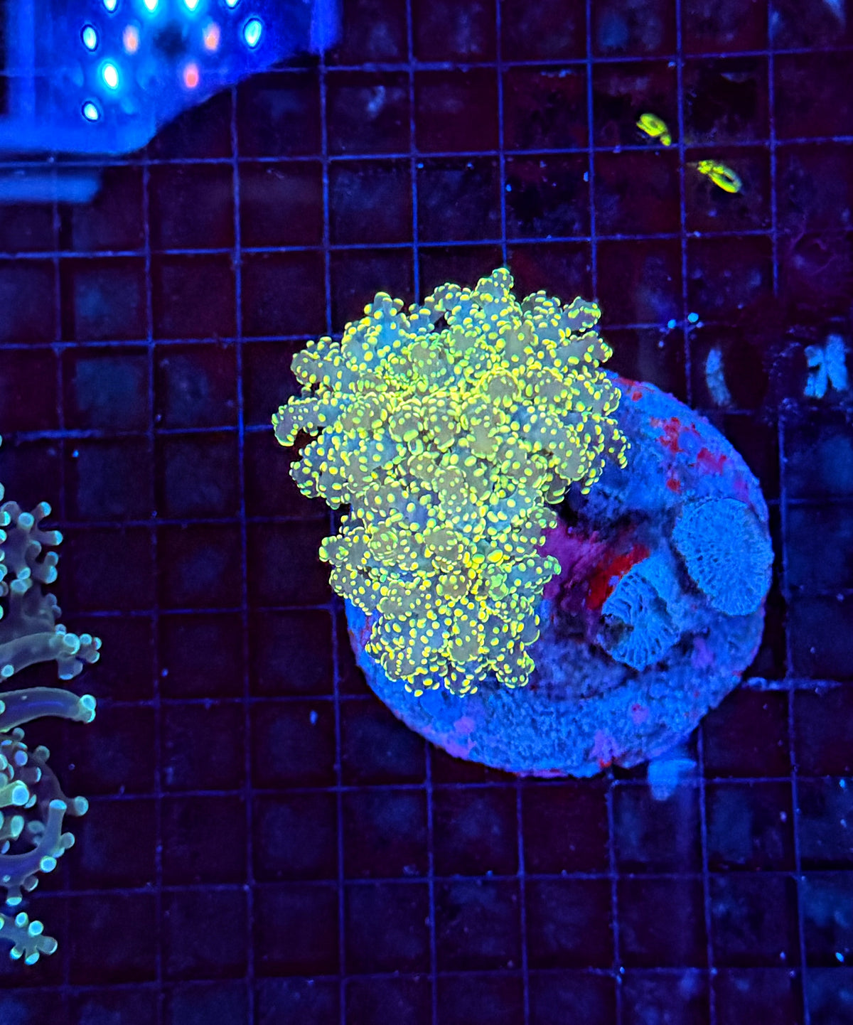 Frogspawn