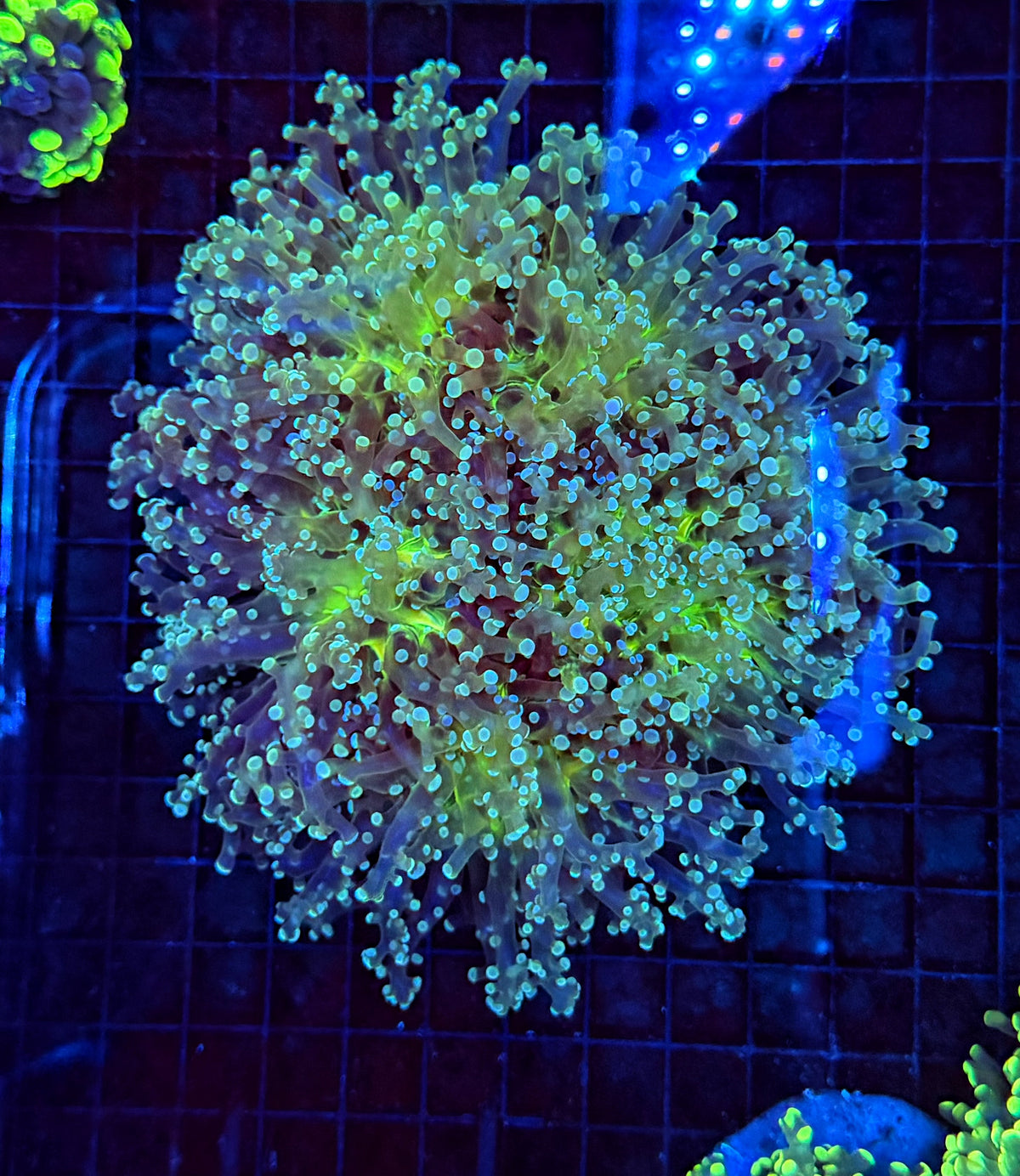 Frogspawn colony