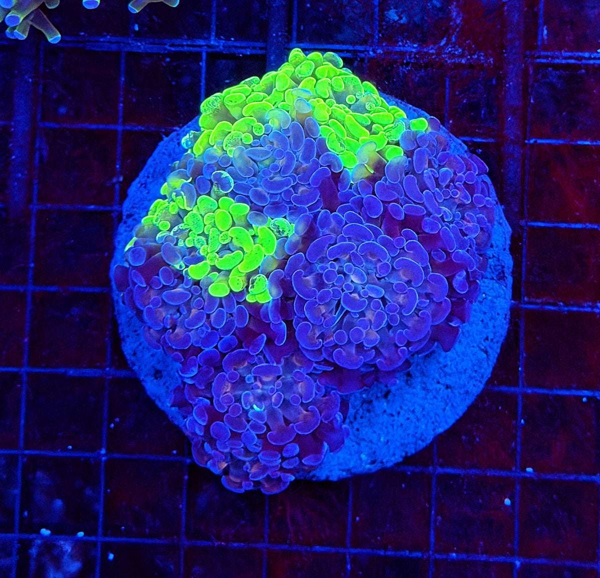 Splatter grafted hammer colony