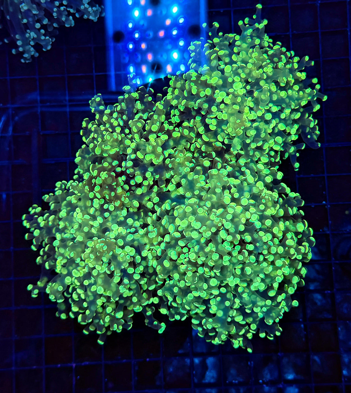 Frogspawn colony