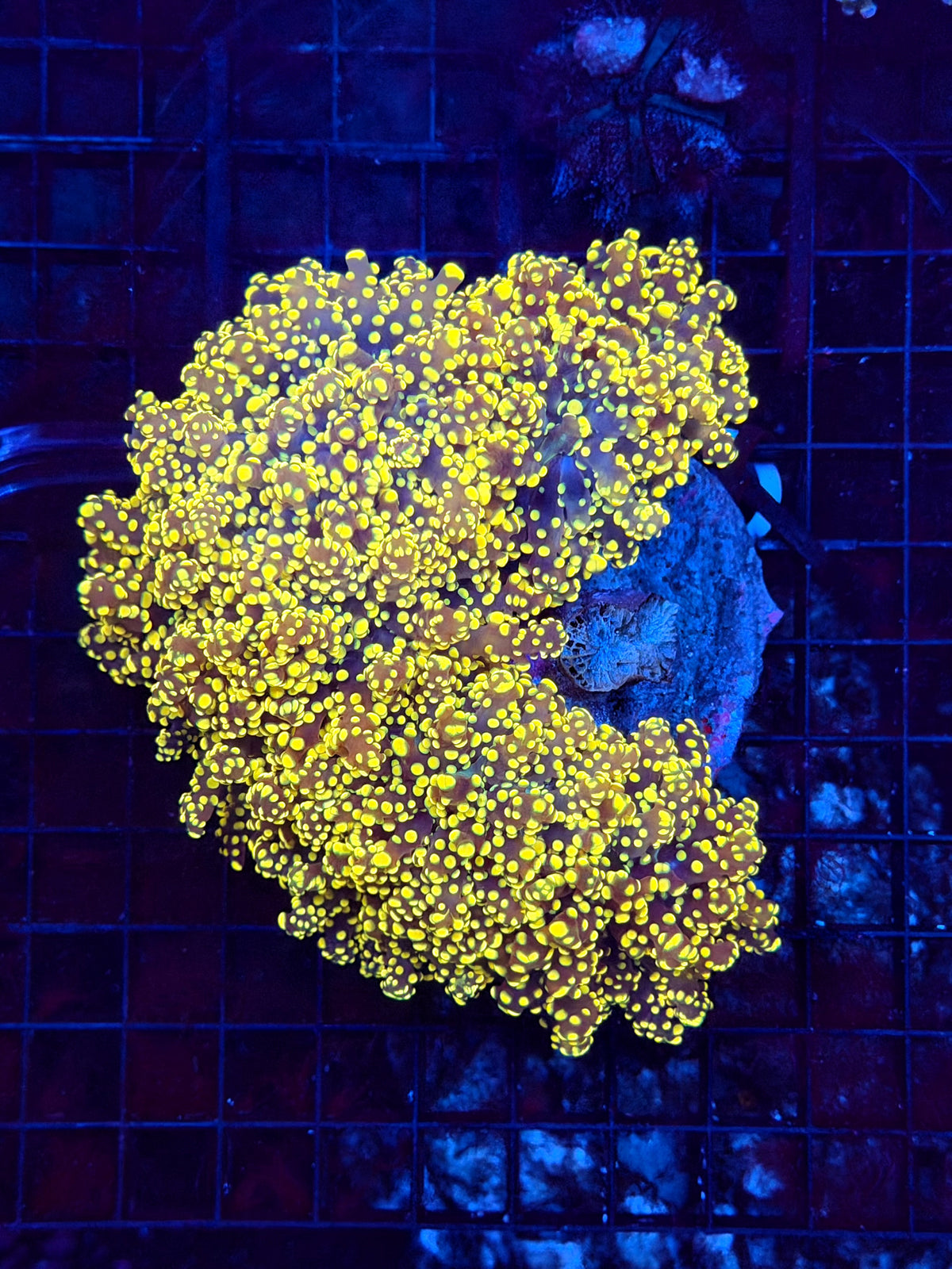 Frogspawn colony