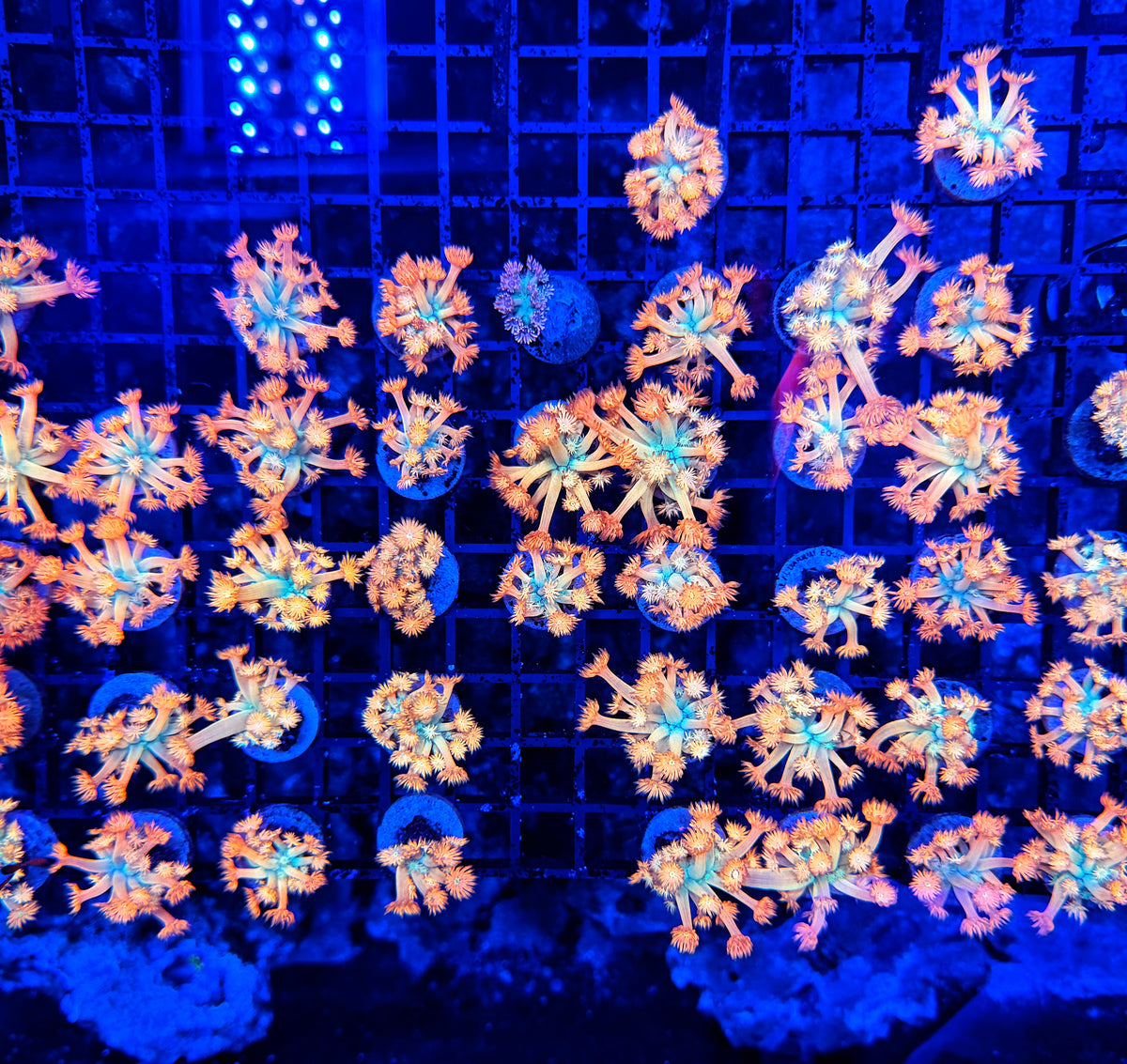 Tank Grown OKC Flaming Sunrise Goni bulk deal (Non WYSIWYG)