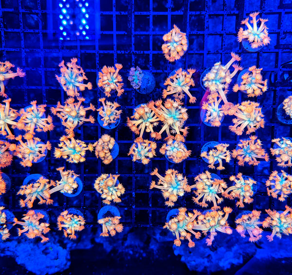 Tank Grown OKC Flaming Sunrise Goni bulk deal (Non WYSIWYG)