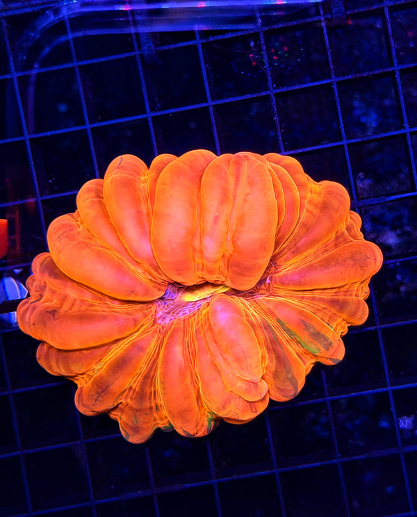 Cynarina SP