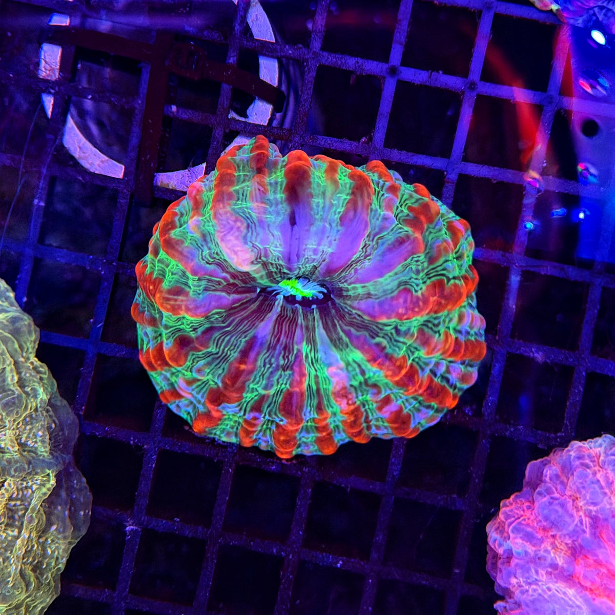 Rainbow indophyllia