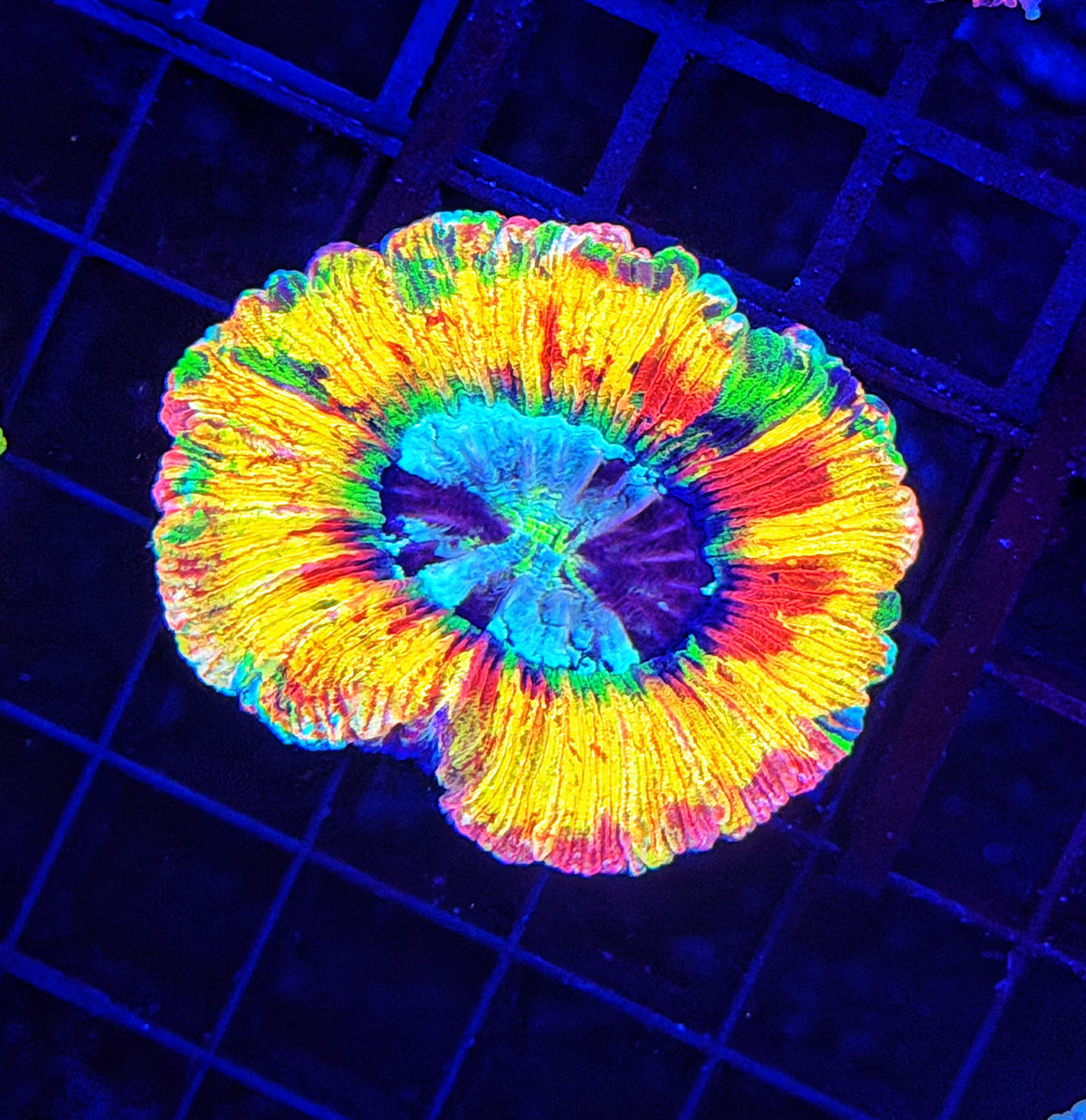 SP ultra rainbow trachy