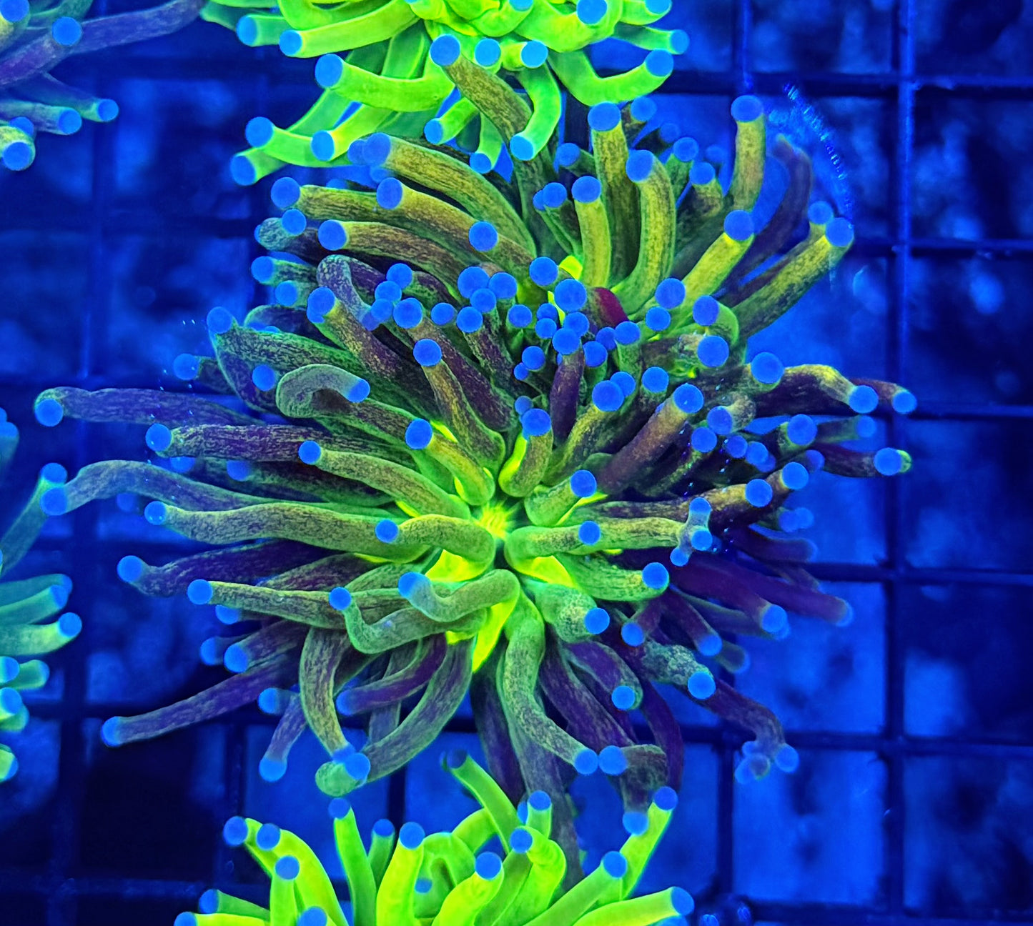 Rainbow glitter HG L