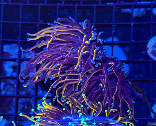 24k L