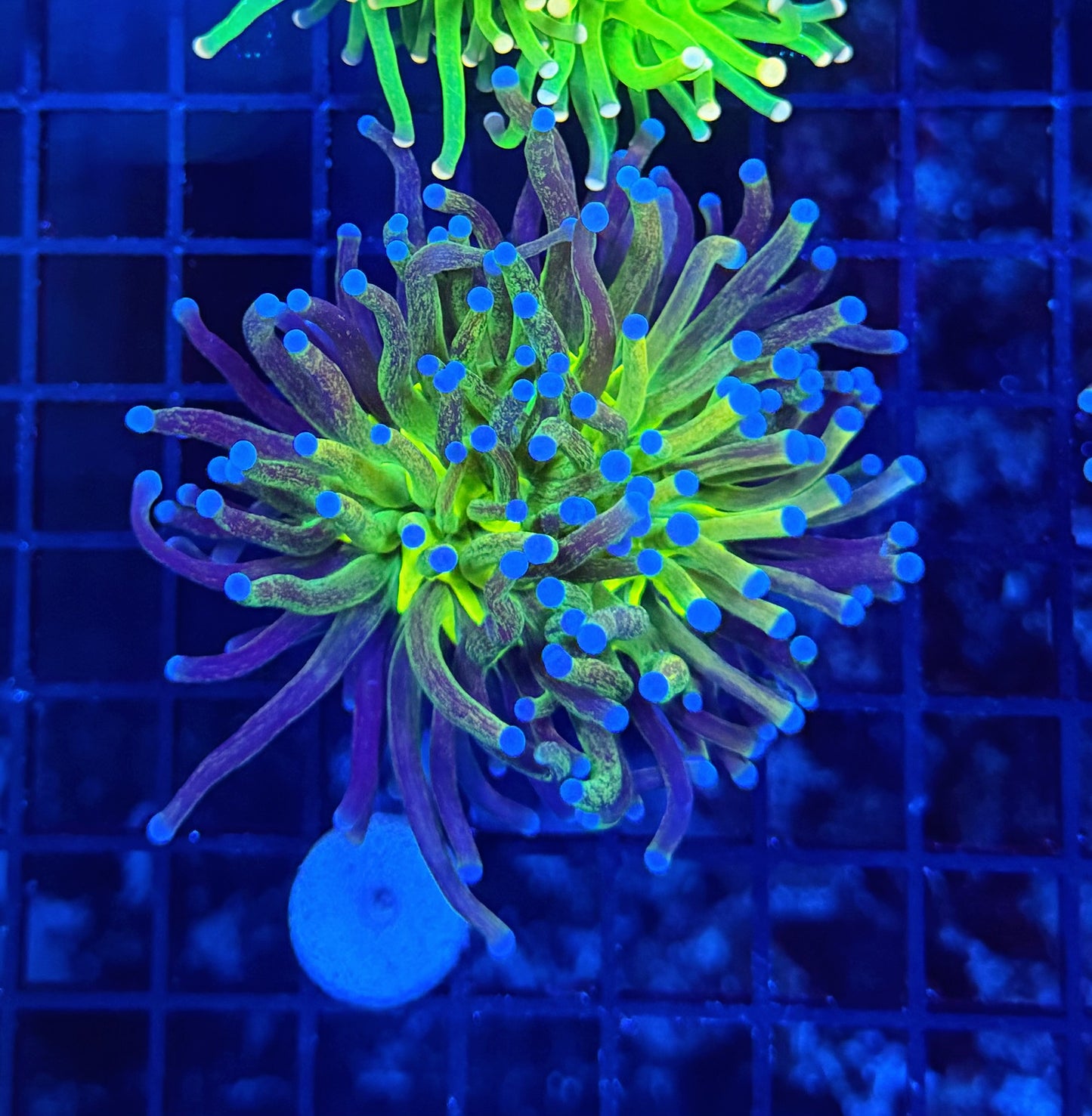 Rainbow glitter HG L