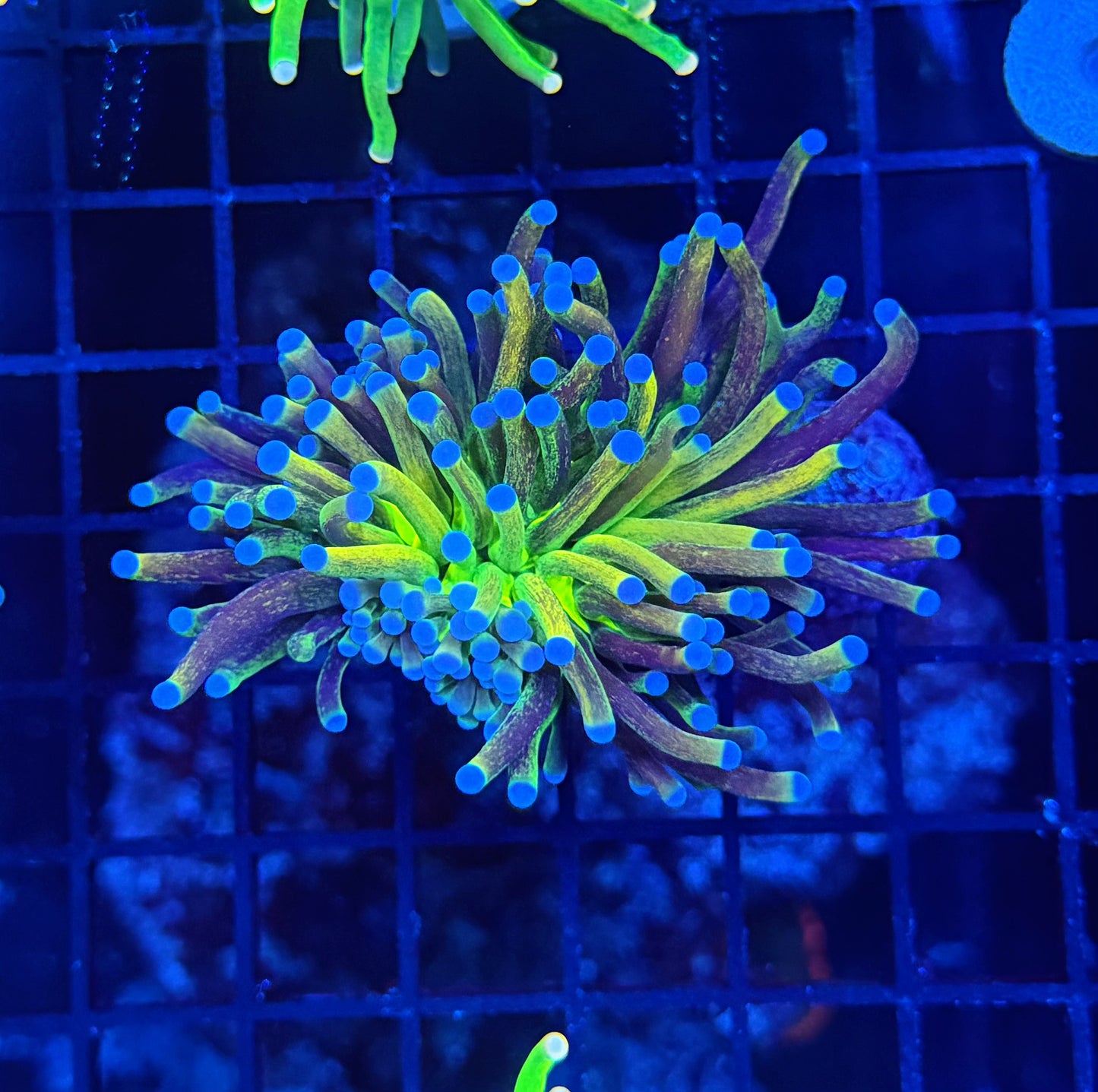 Rainbow glitter HG