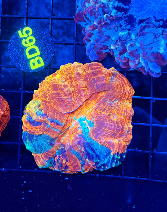 Rainbow acantho