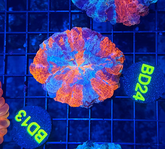 Rainbow acantho