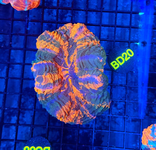 Rainbow acantho