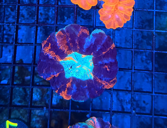 Rainbow acantho