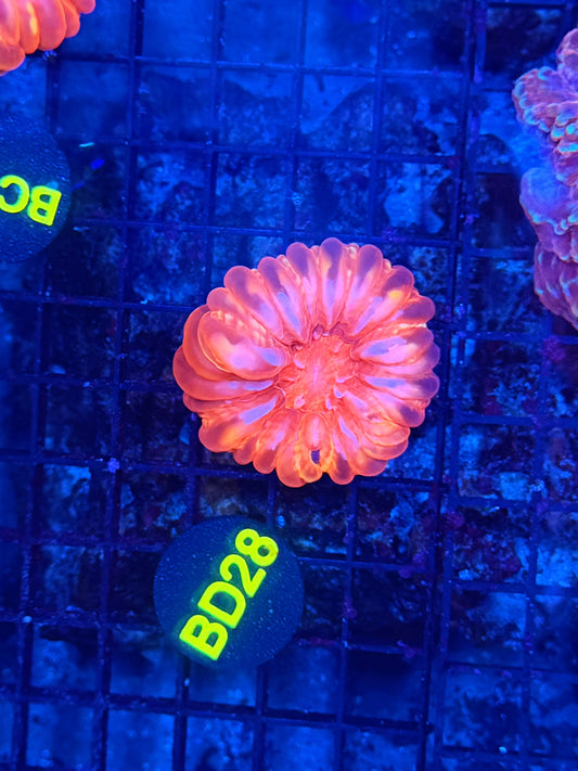 Premium Cynarina clearance