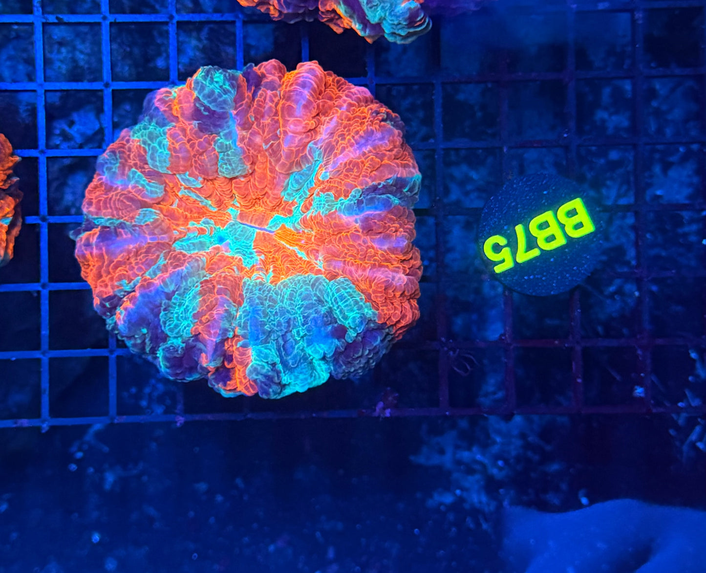 Premium Rainbow acantho