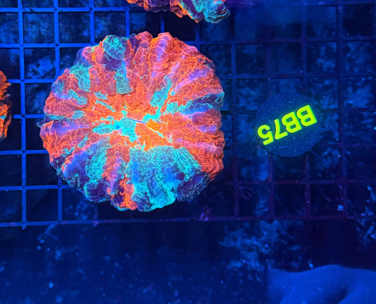 Premium Rainbow acantho