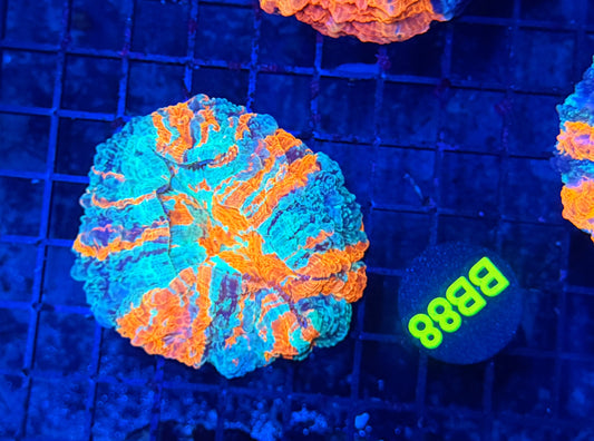 Rainbow acantho
