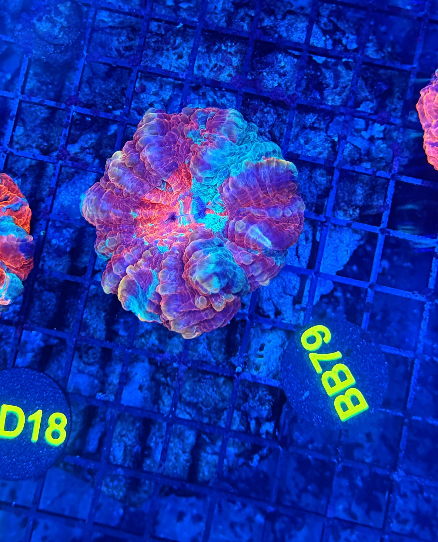 Premium Rainbow acantho