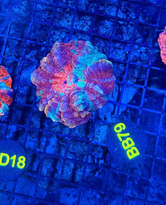 Premium Rainbow acantho
