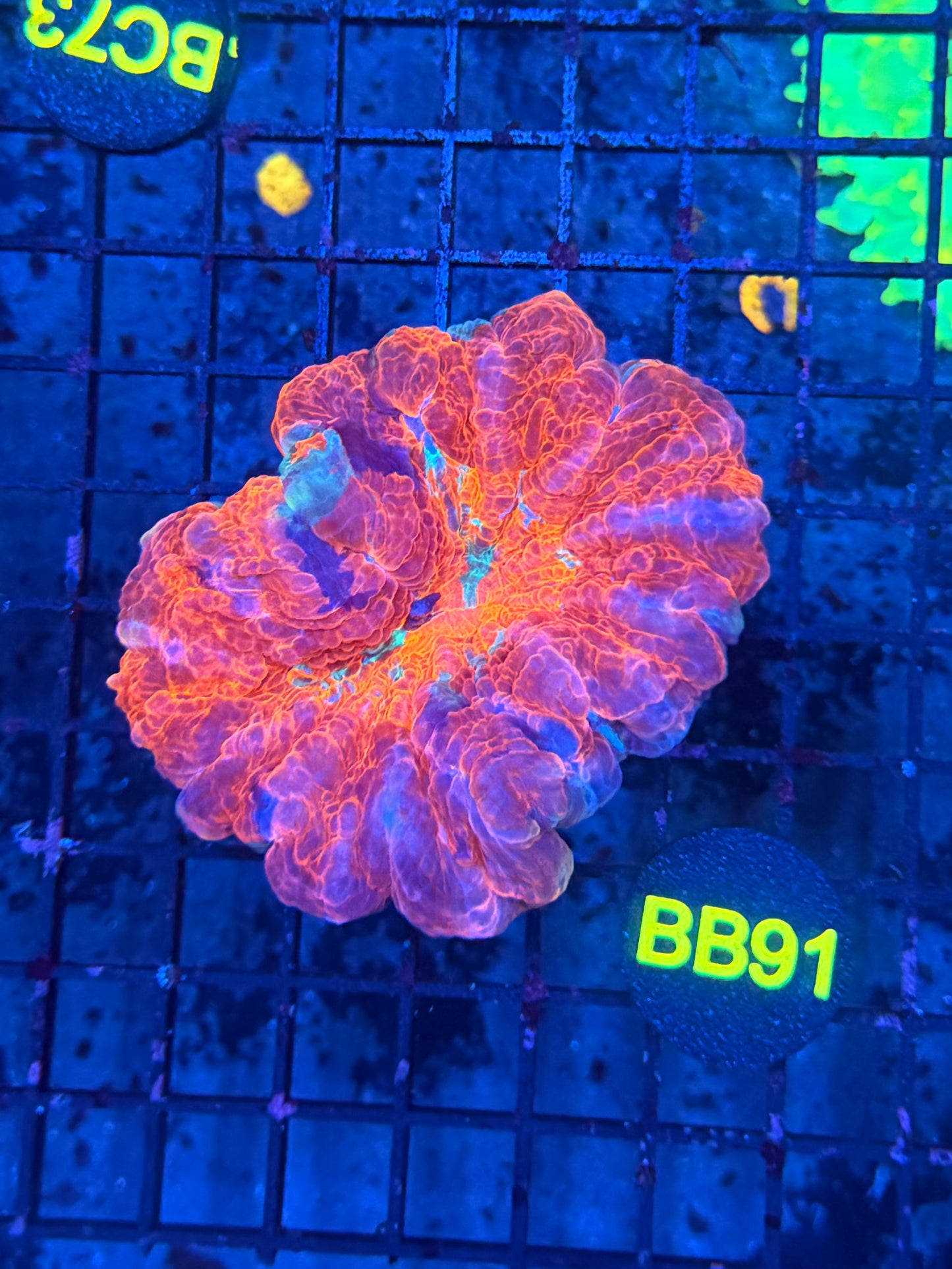 Rainbow acantho