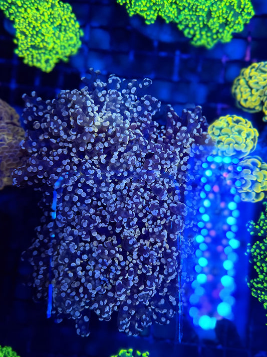 Frogspawn colony
