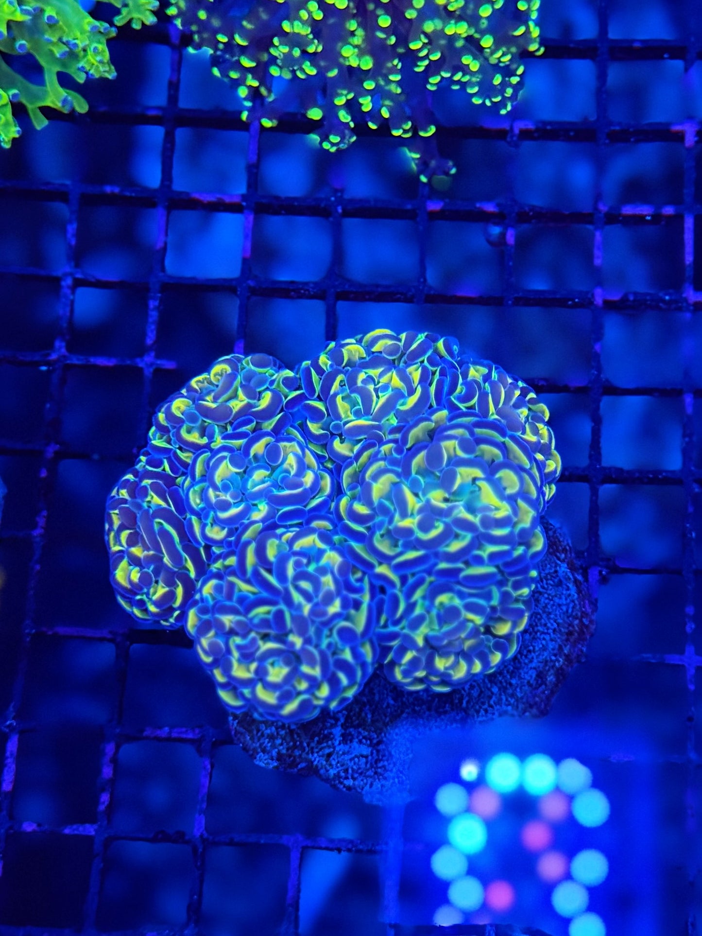 SP Rainbow hammer colony