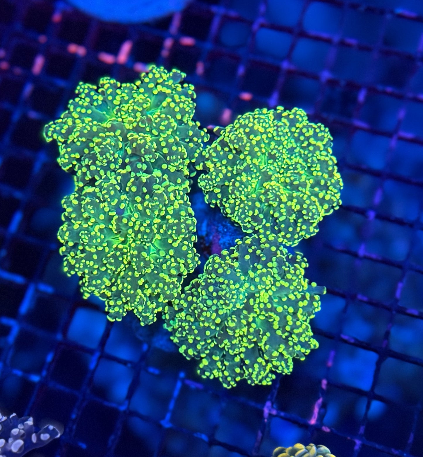 Frogspawn colony
