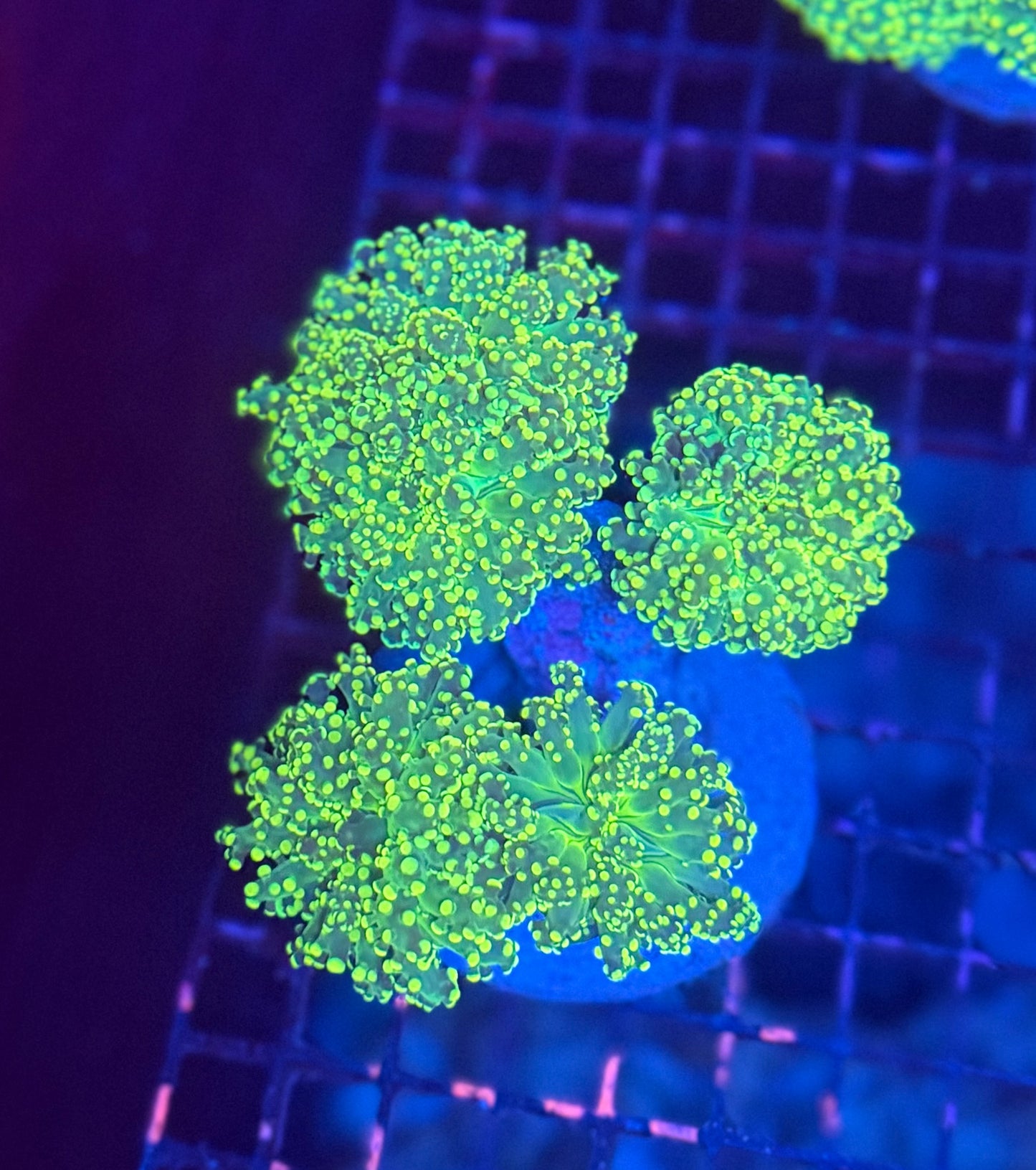 Frogspawn colony