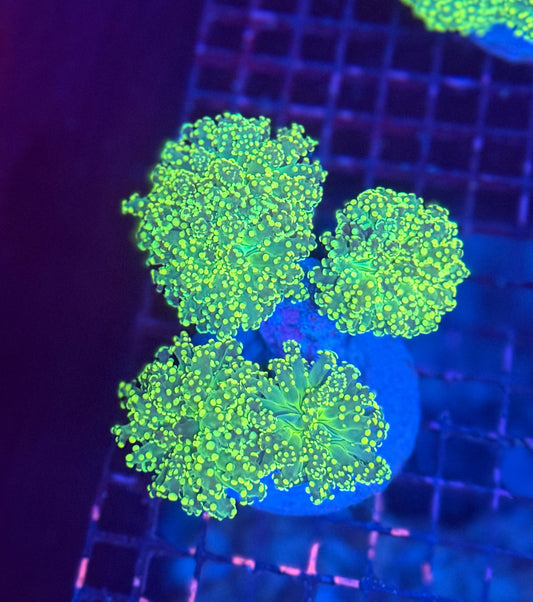 Frogspawn colony