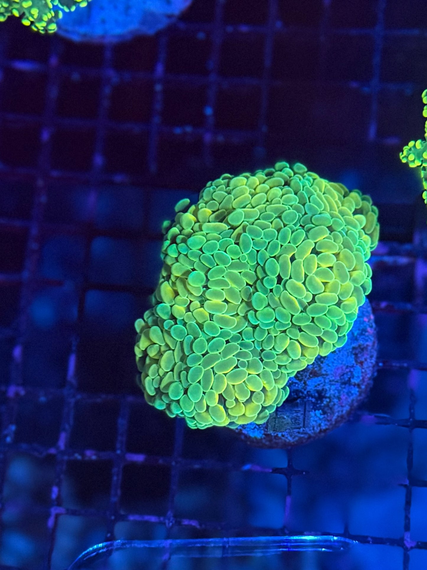 Rainbow hammer colony