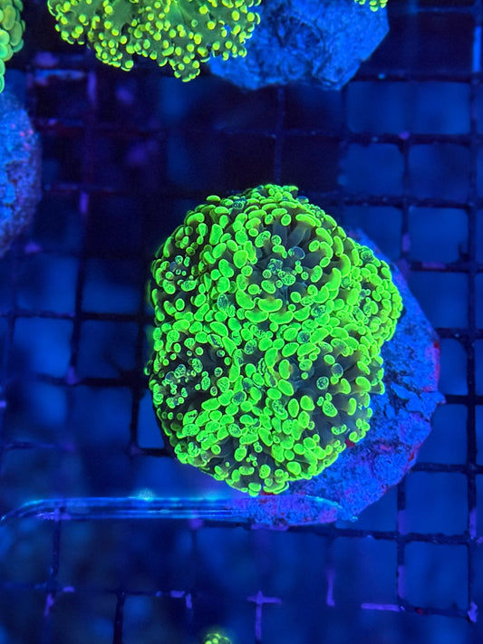 Splatter colony