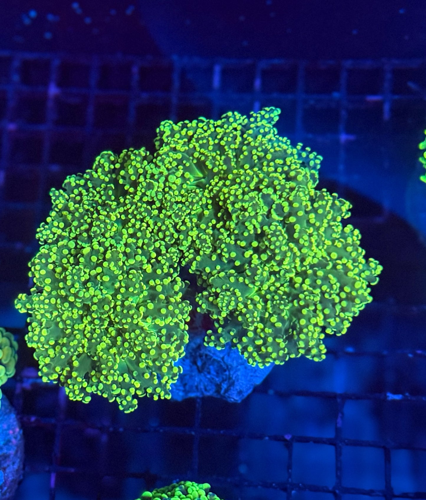 Frogspawn colony