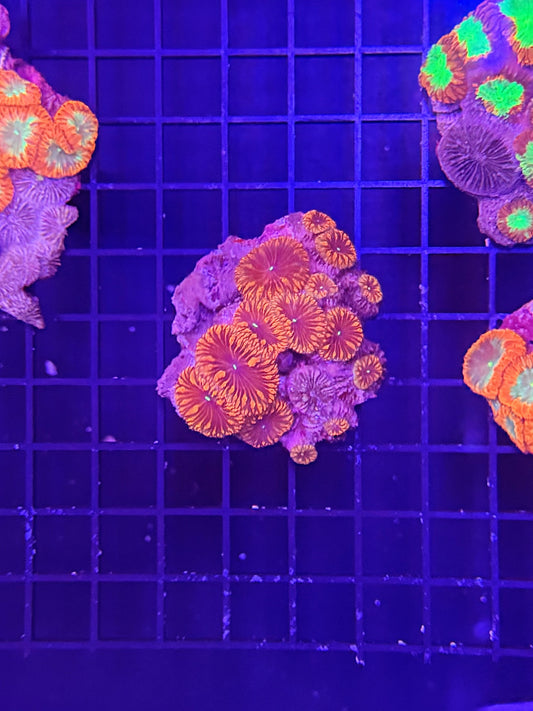 Indo blasto clearance