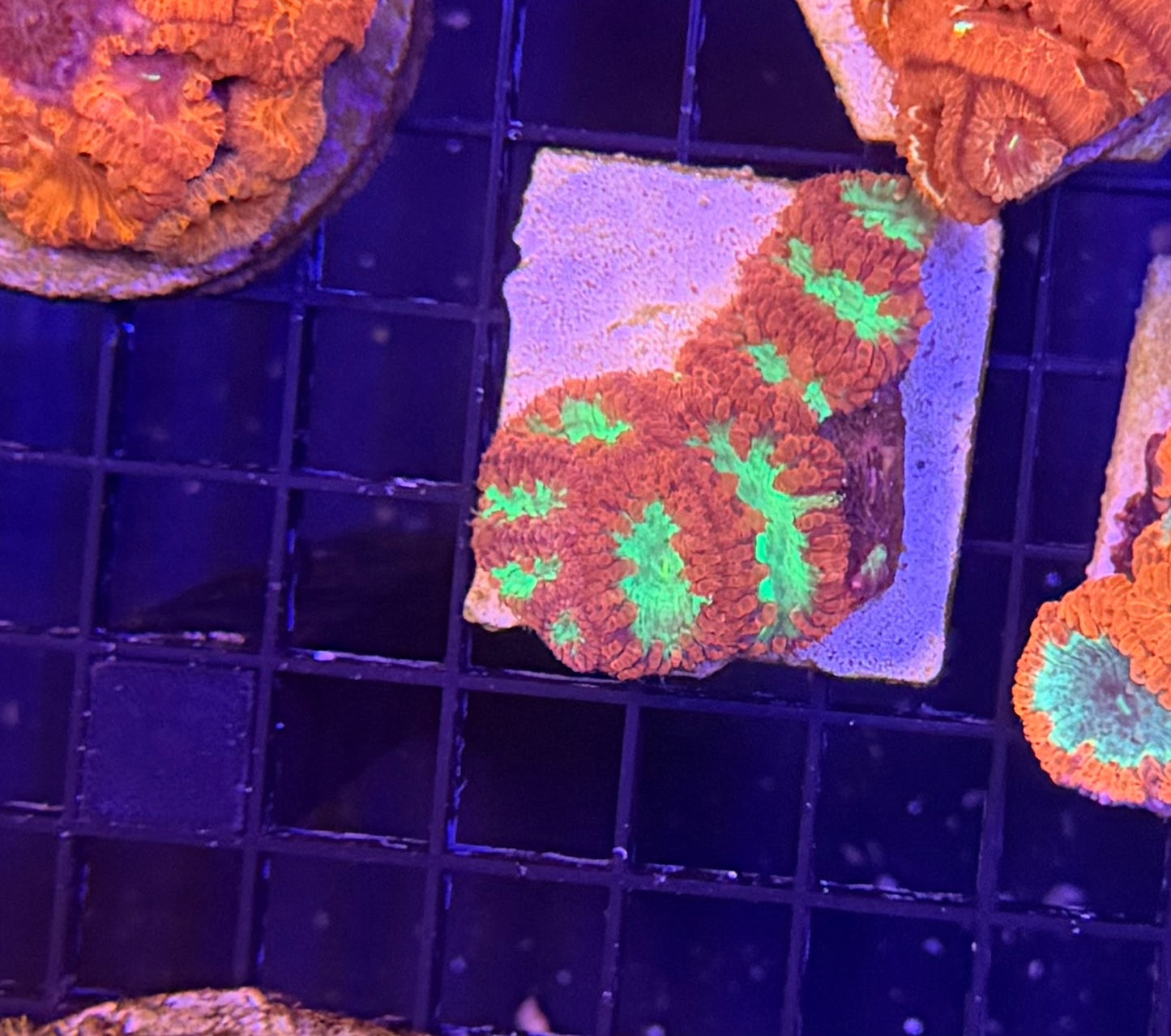 Indo blasto clearance