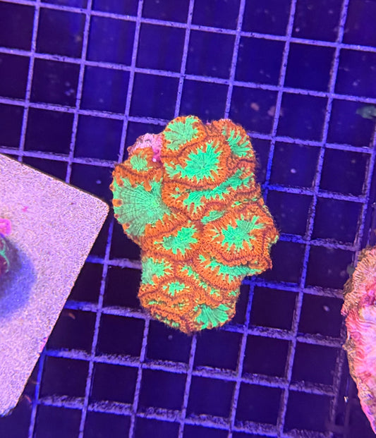 Indo blasto clearance