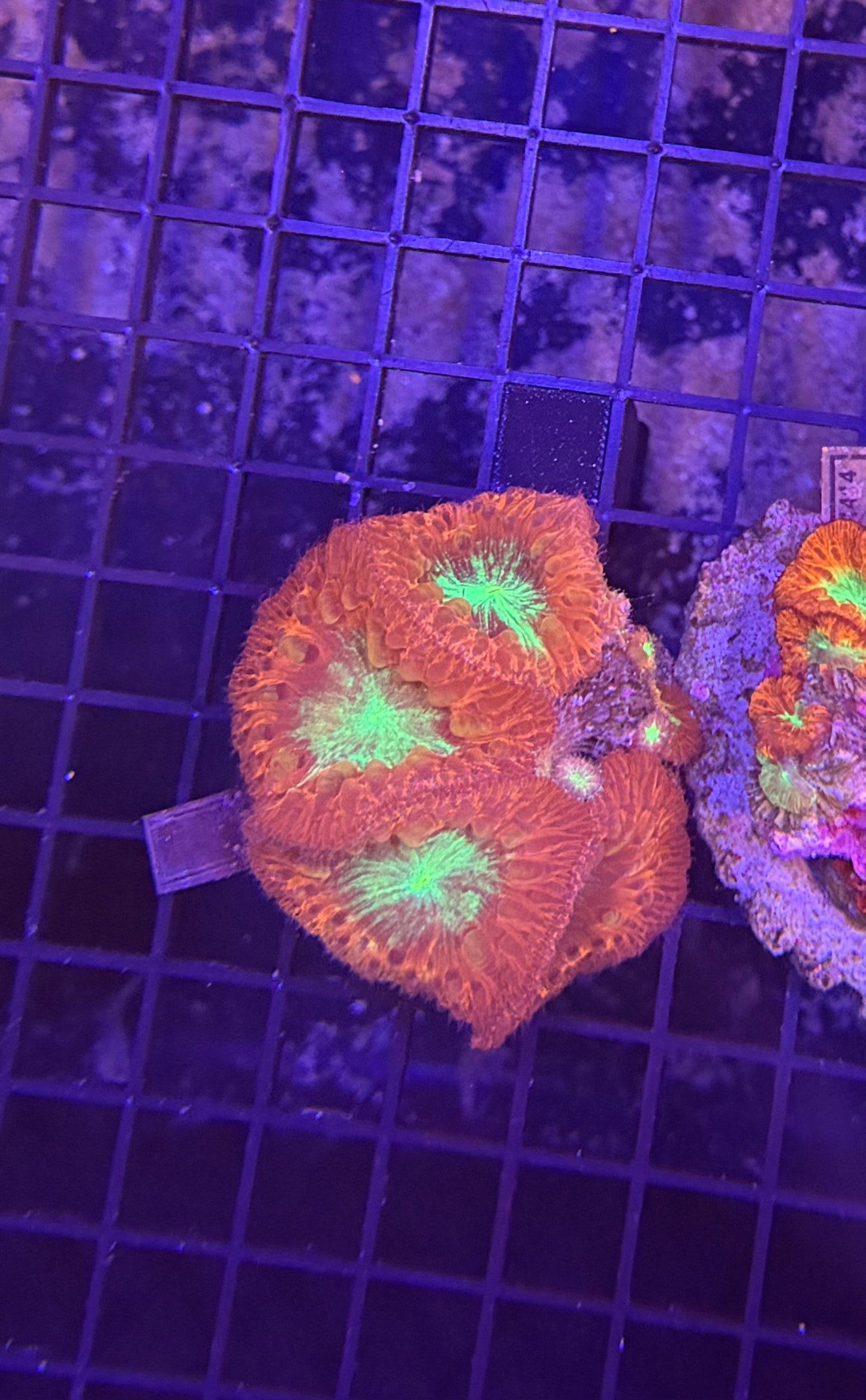Indo blasto clearance