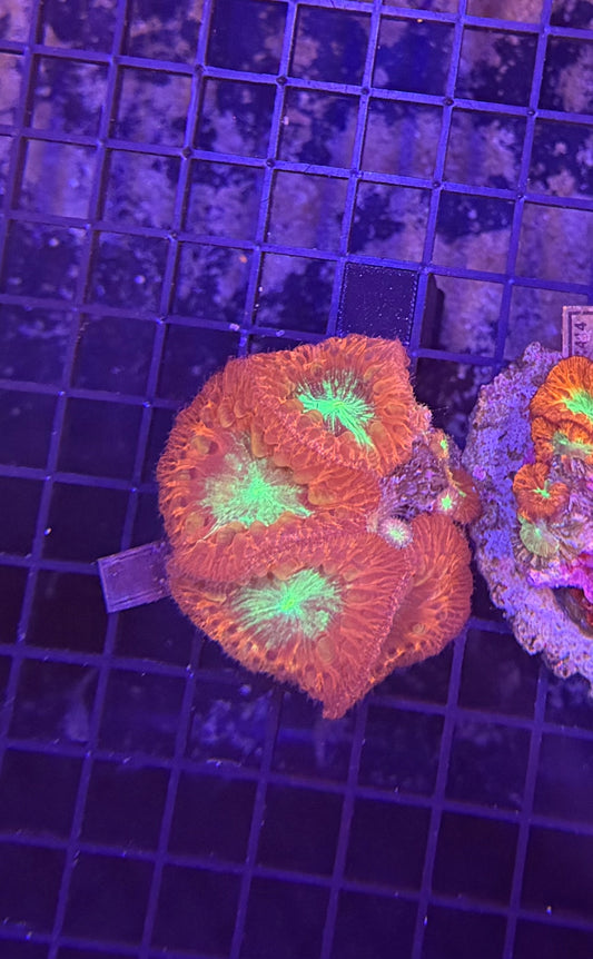 Indo blasto clearance