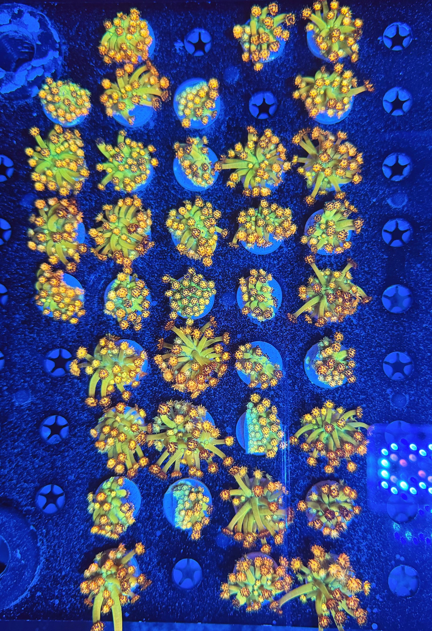 Tank grown Grand Master Goni (NON-WYSIWYG)