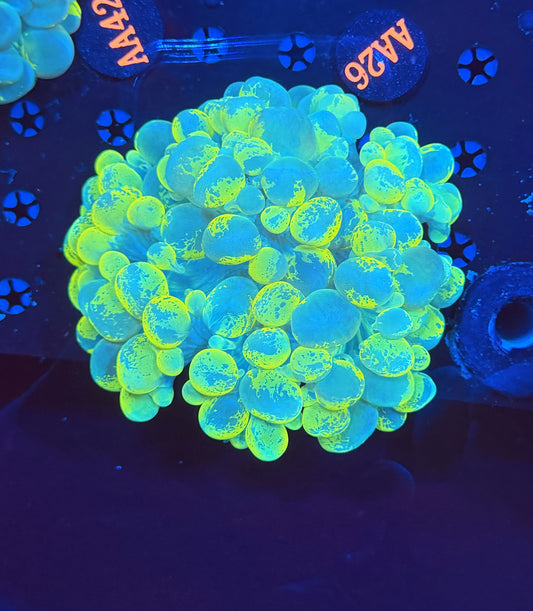 Malay bubble clearance