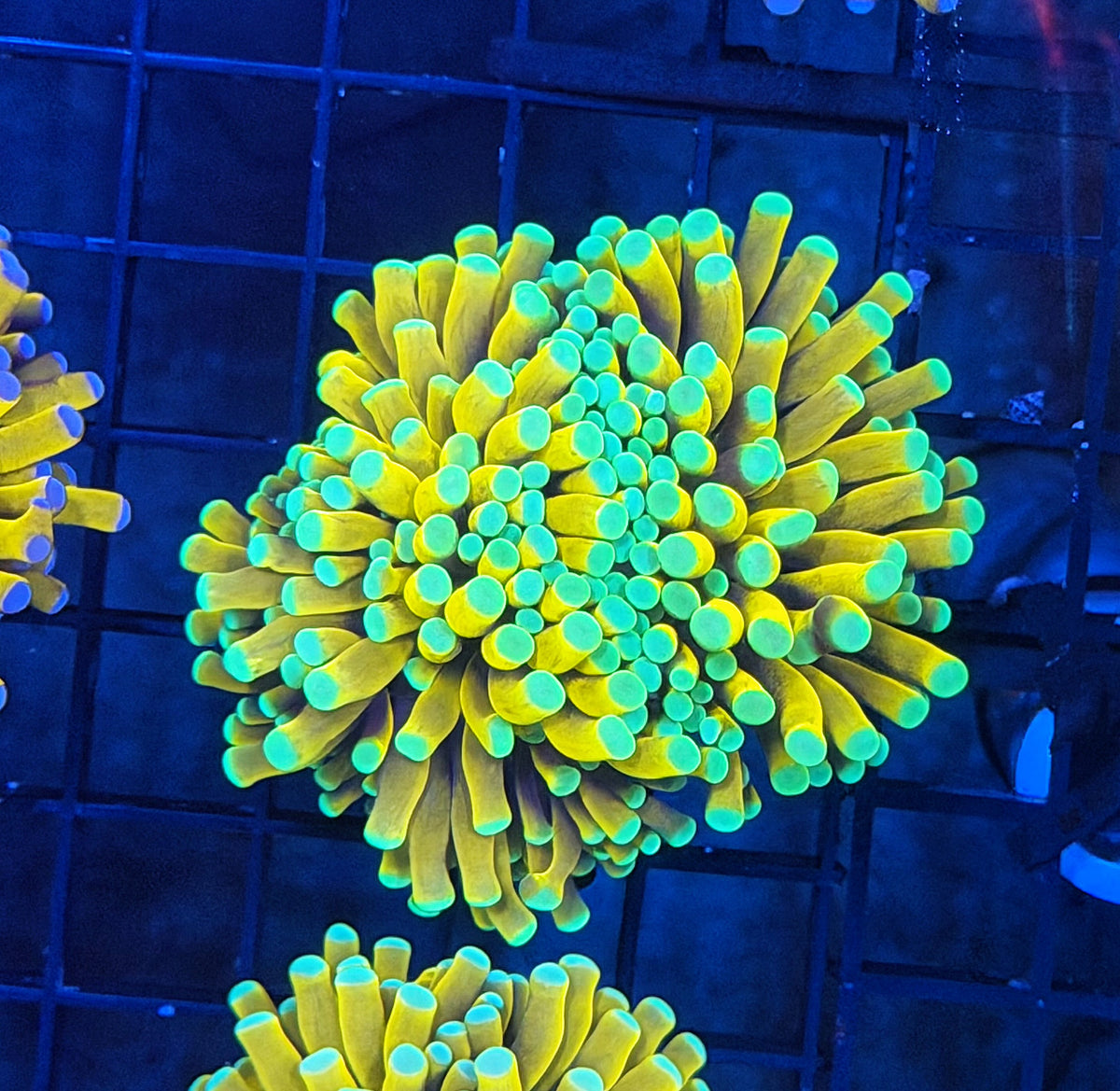 Asian banana retail grade