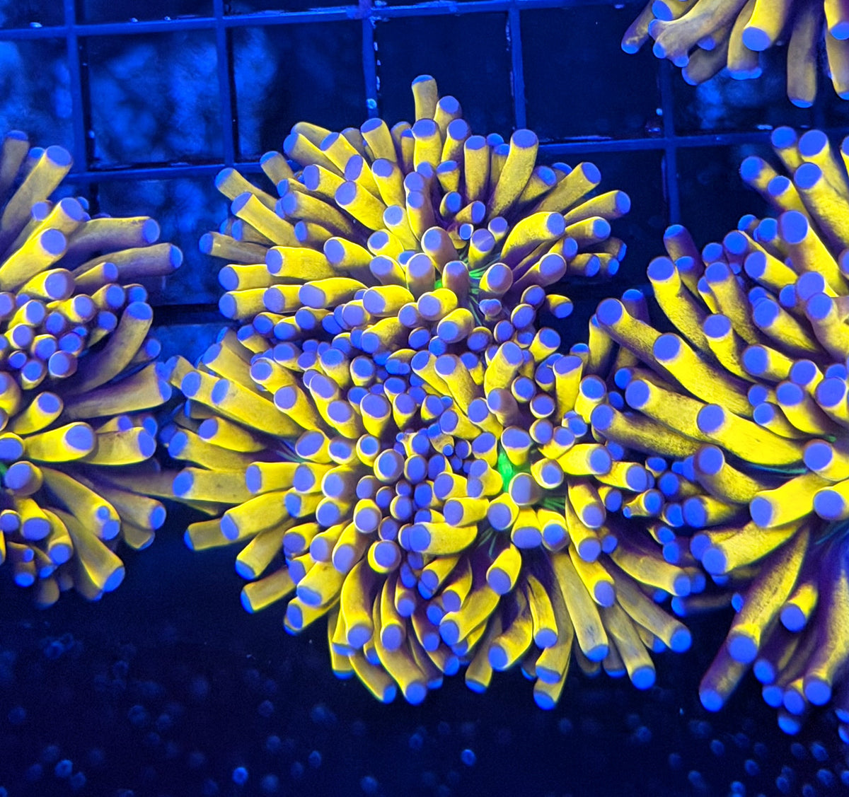 Malay banana grail retail grade