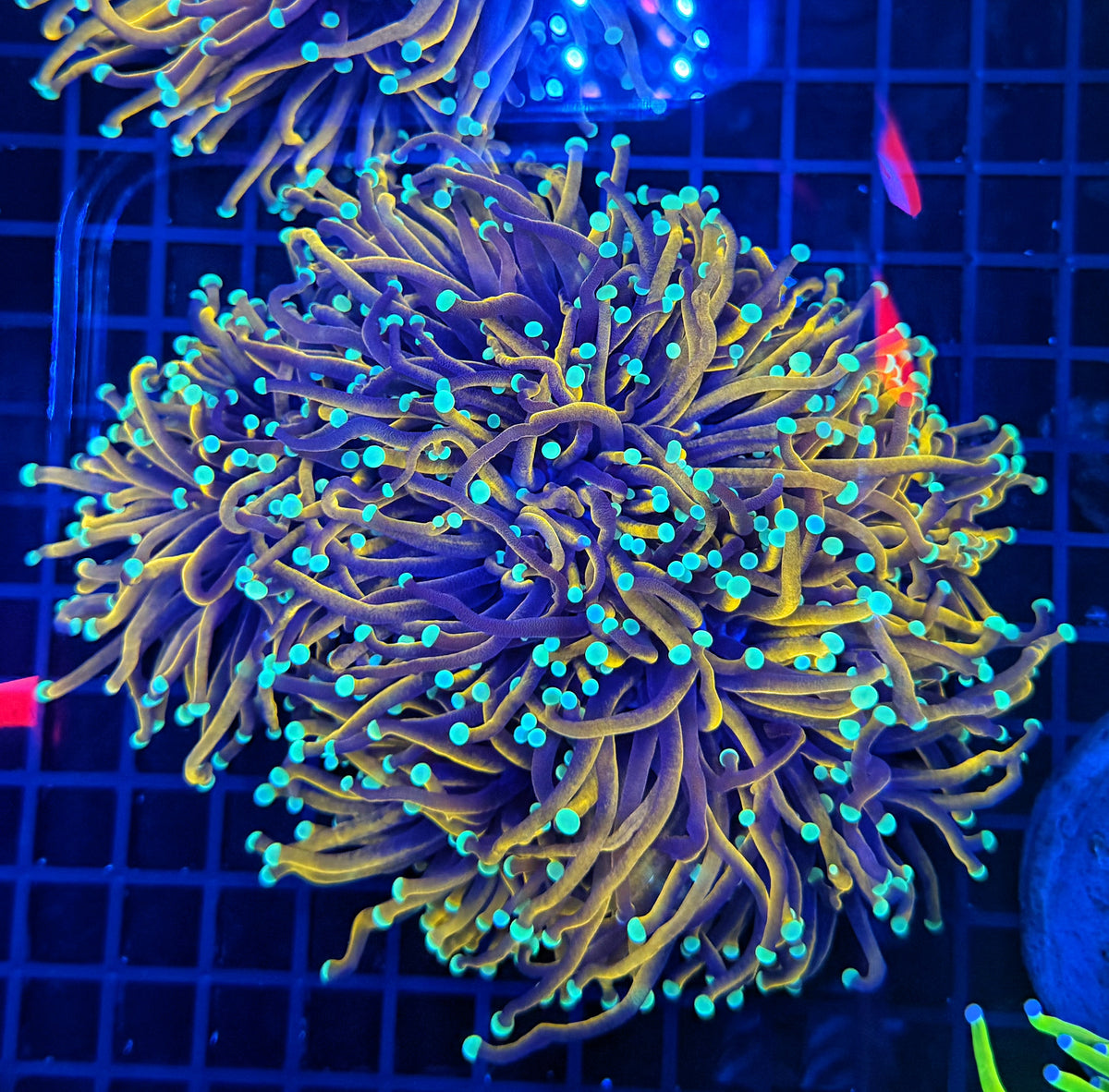 Indo gold 4-8+ cuttable heads colony