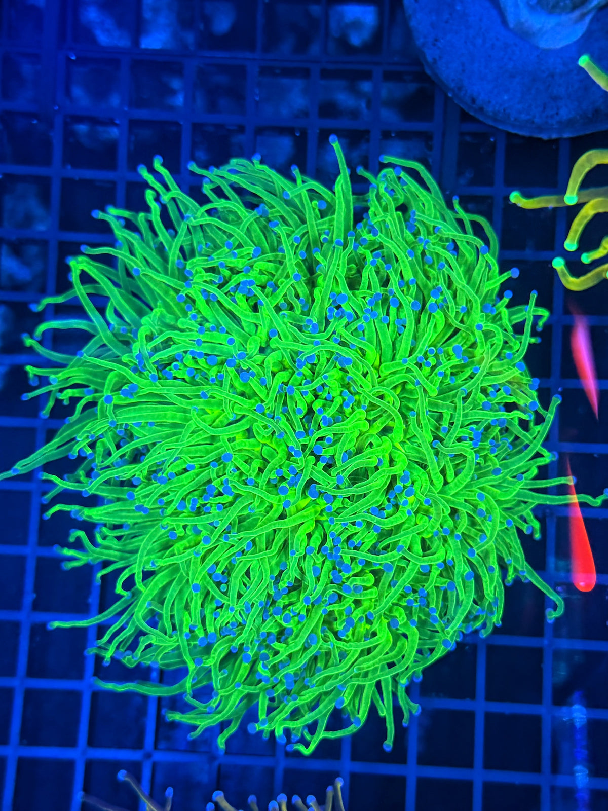 Indo green 4-8+ cuttable heads colony