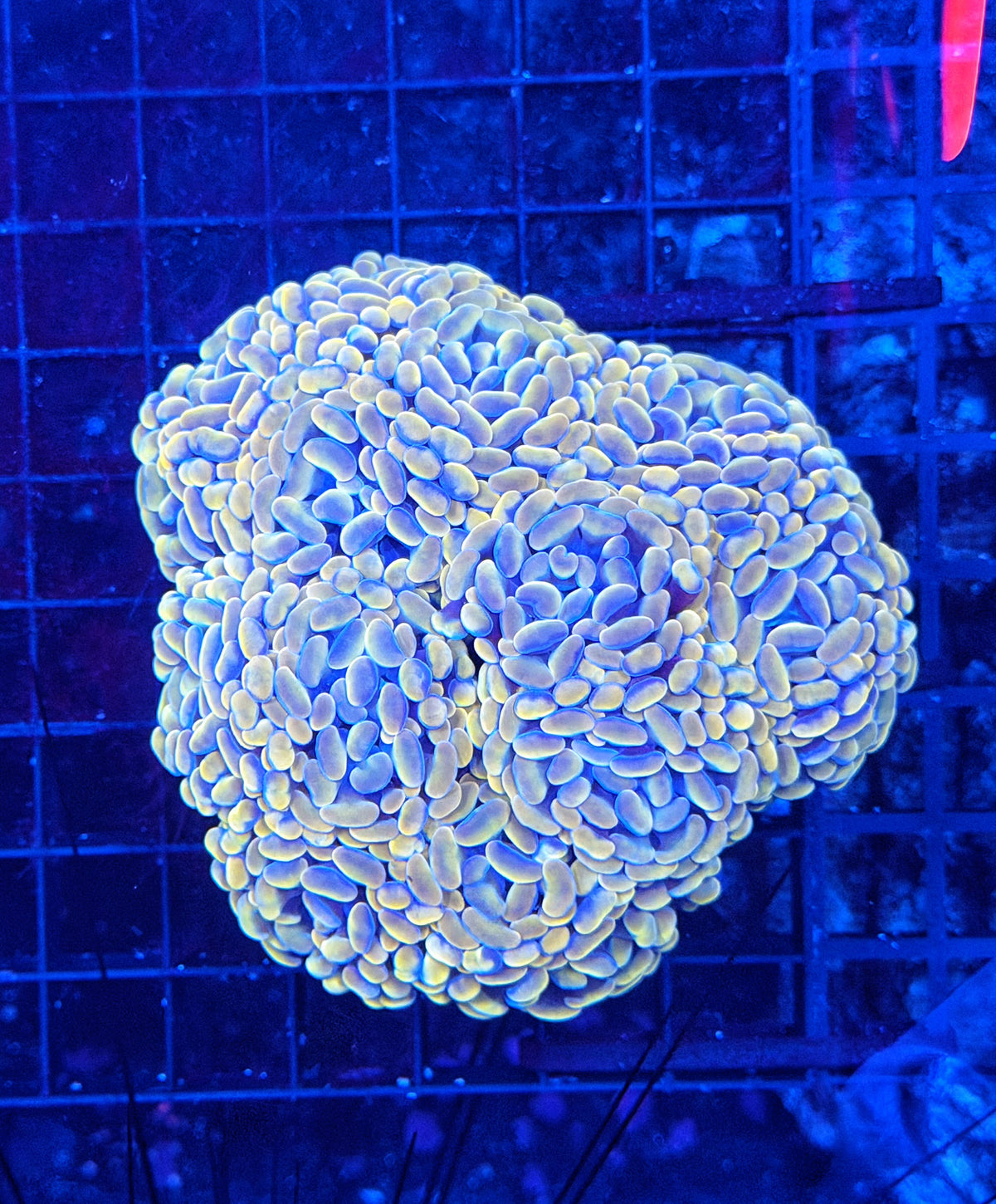 Rainbow hammer colony
