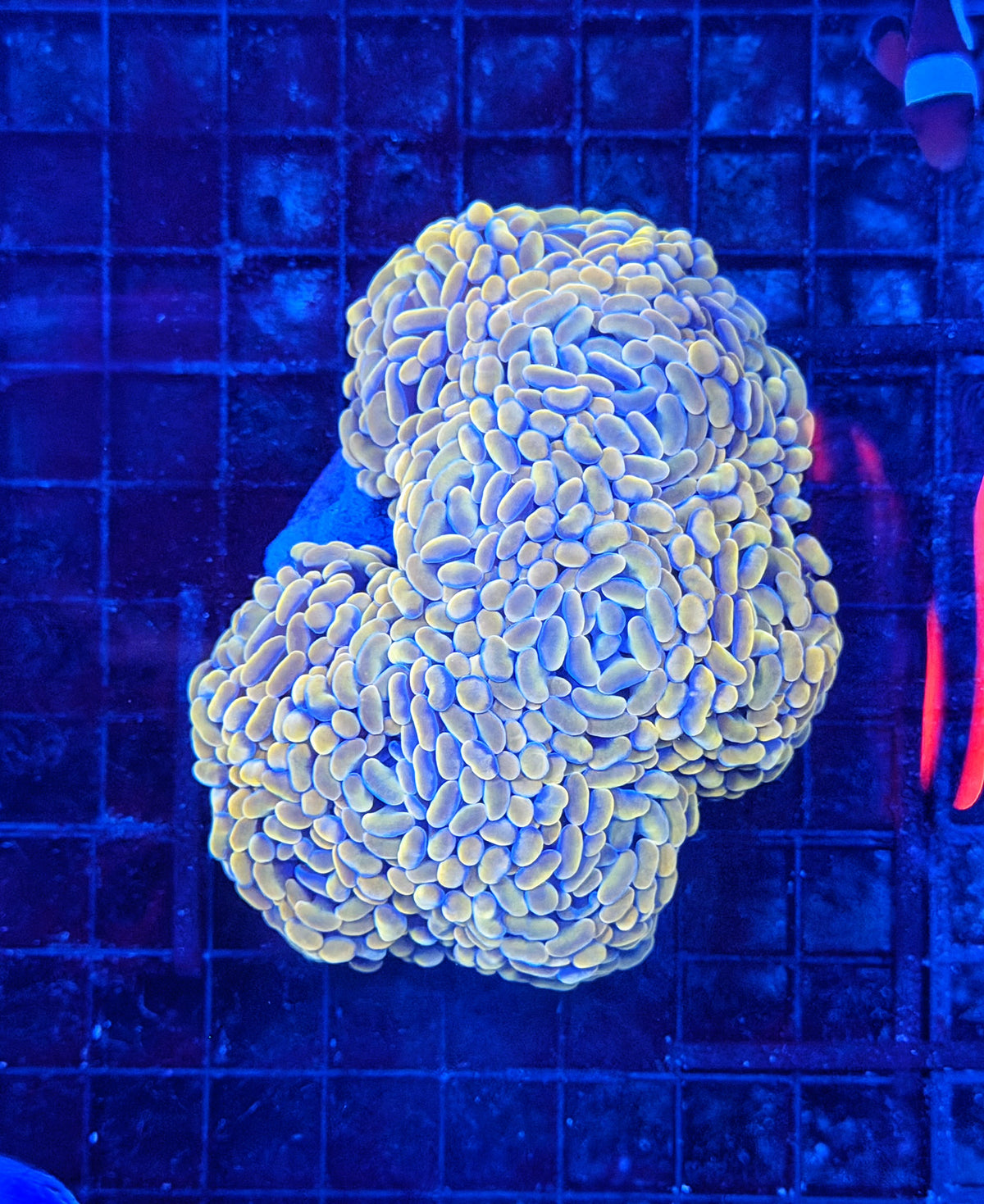 Rainbow hammer colony