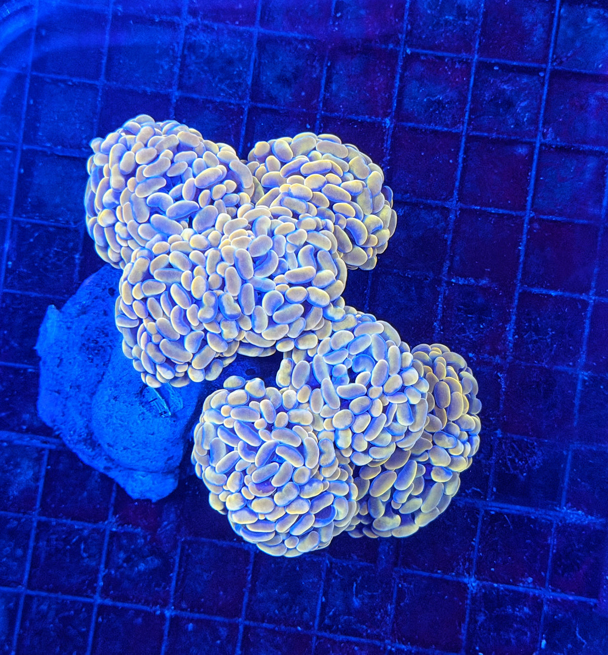 Rainbow hammer colony
