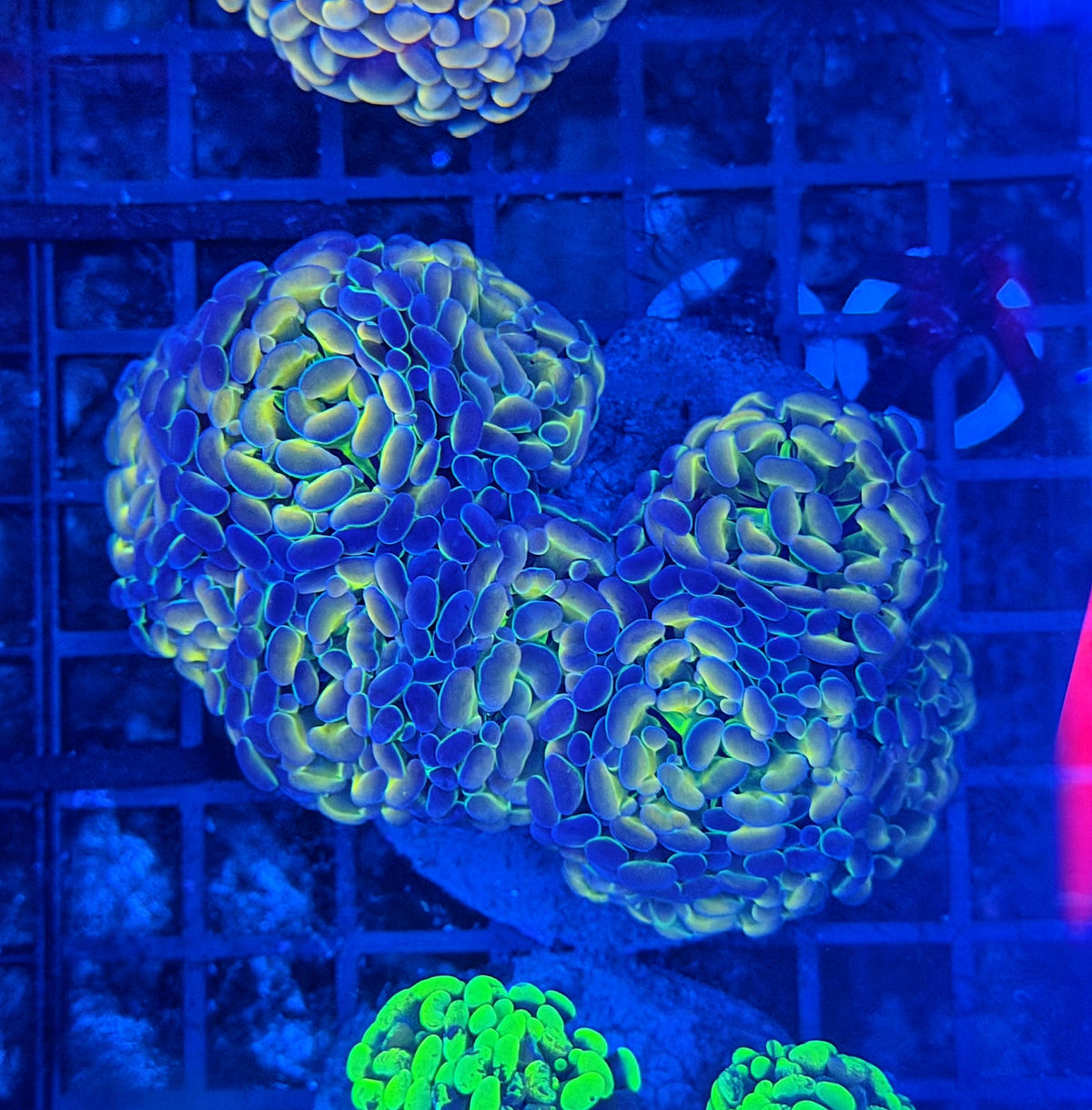 Hologram colony