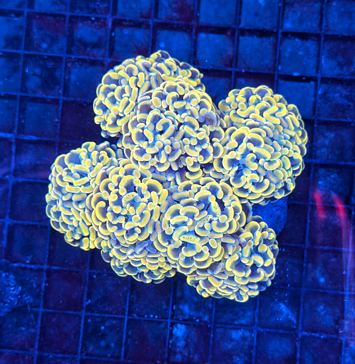 Rainbow hammer colony