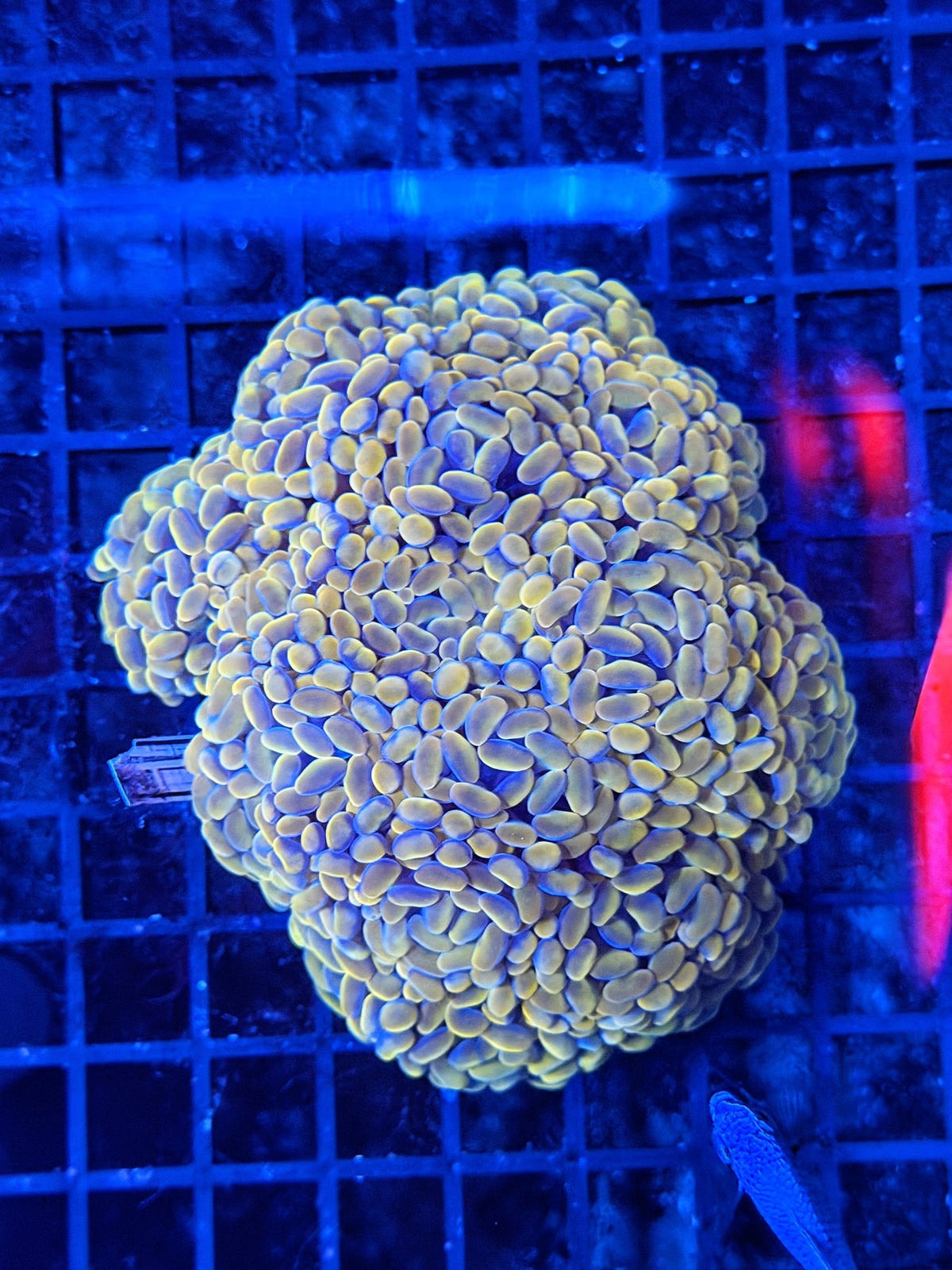 Rainbow hammer colony